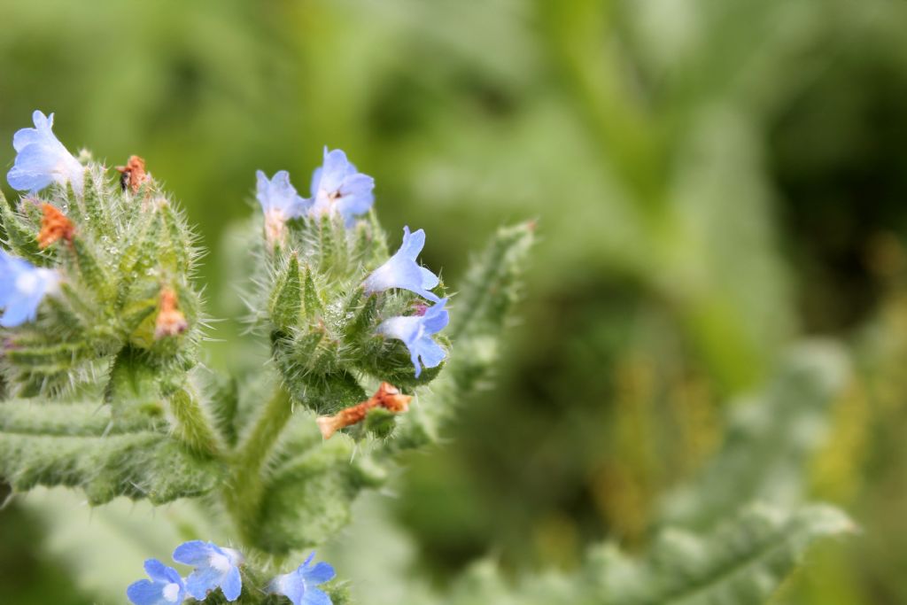 Lycopsis arvensis / Buglossa minore
